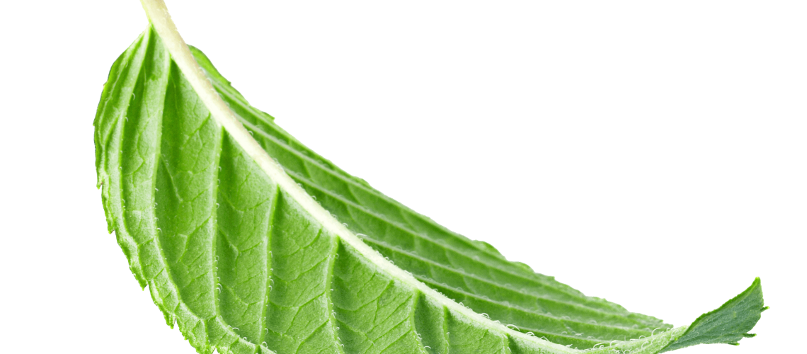 floating leaf image 2451x1805